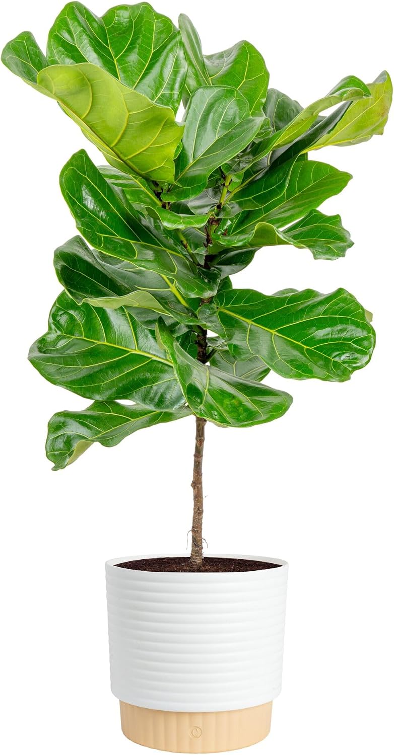 Fiddle Leaf Fig - Pohon Fiddle Leaf Fig, tanaman hias