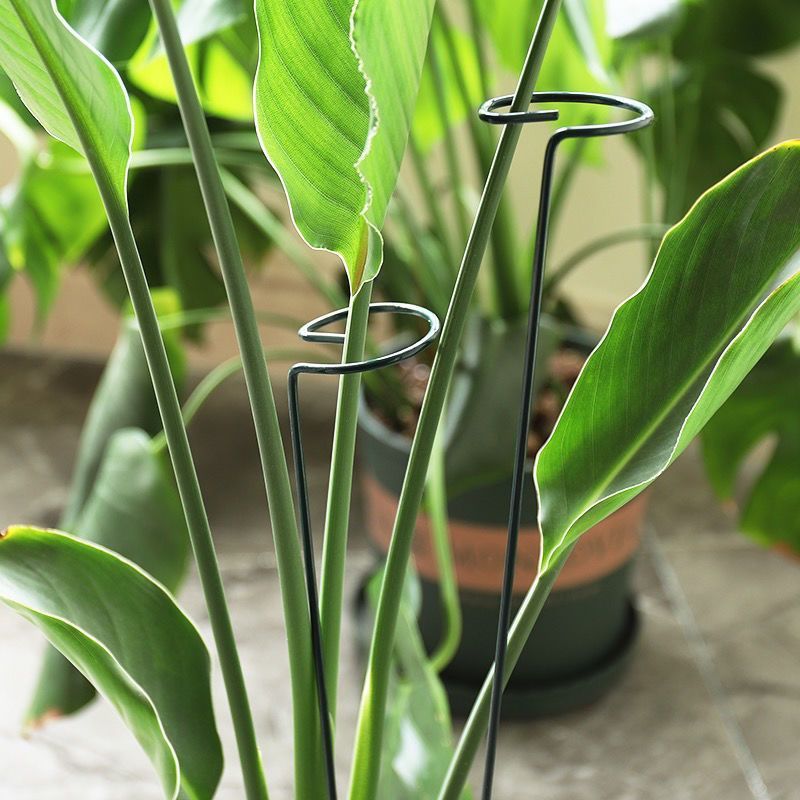 1/10 Buah Cincin Tiang Penyang - Plant Support Stake ulasan dan harga