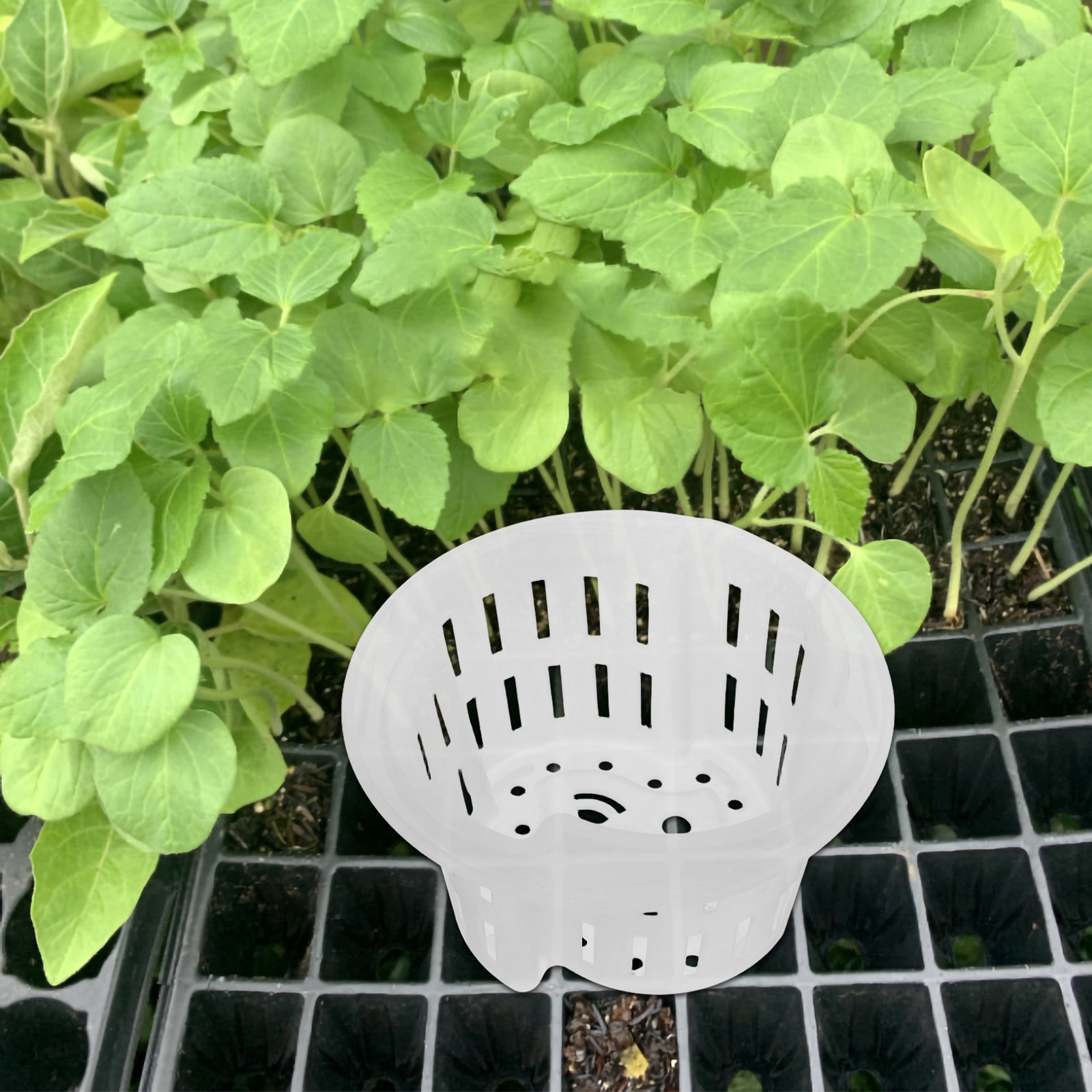 4 Buah Pot Tanaman Jaring Kont - Plant Pot ulasan dan harga