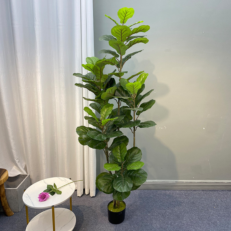 Tanaman pohon Ficus besar 59in - Fiddle Leaf Fig ulasan dan harga