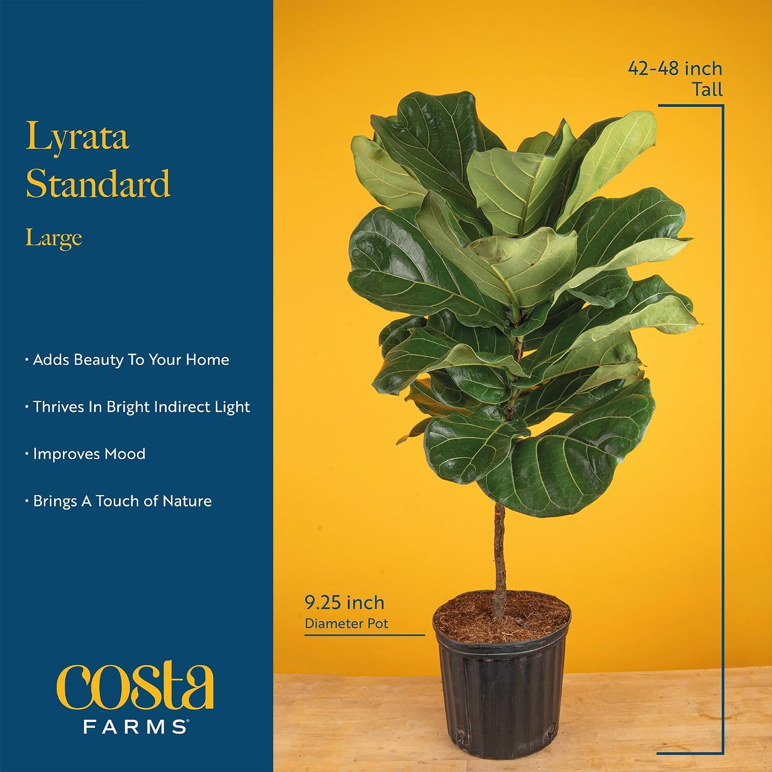 Pohon Fiddle Leaf Fig, tanaman - Fiddle Leaf Fig ulasan dan harga